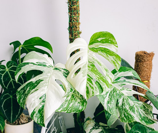 Monstera Deliciosa