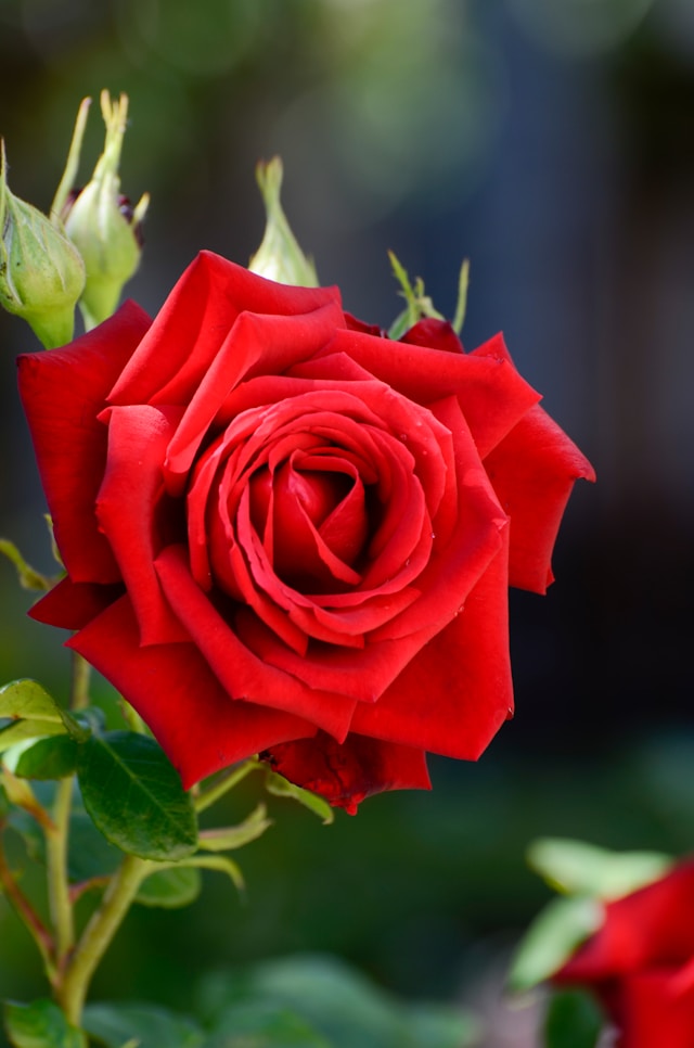 Rose