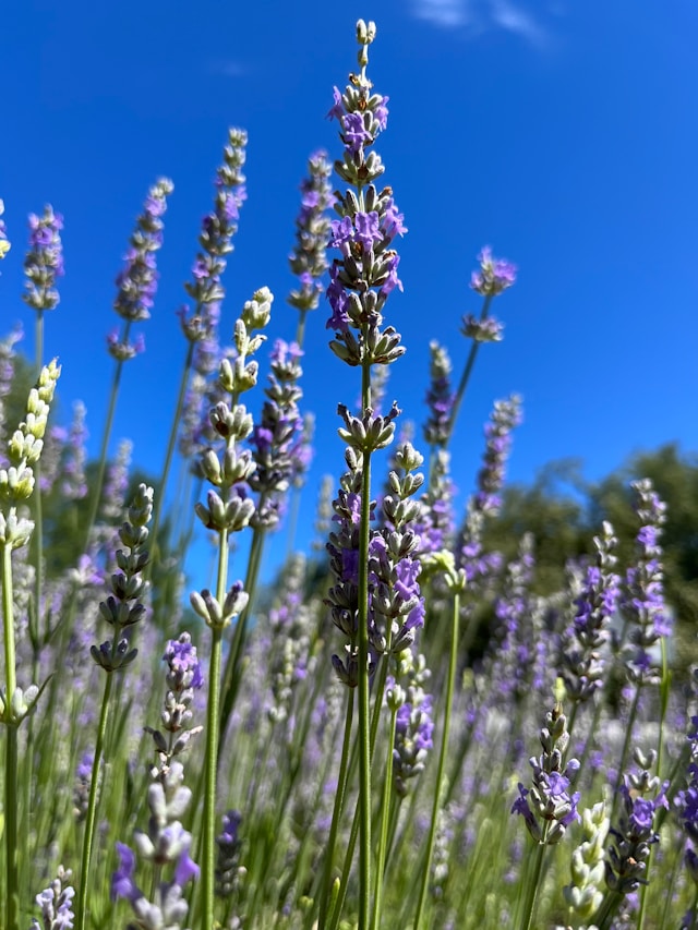 Lavender