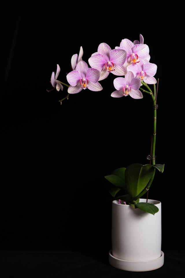 Orchid