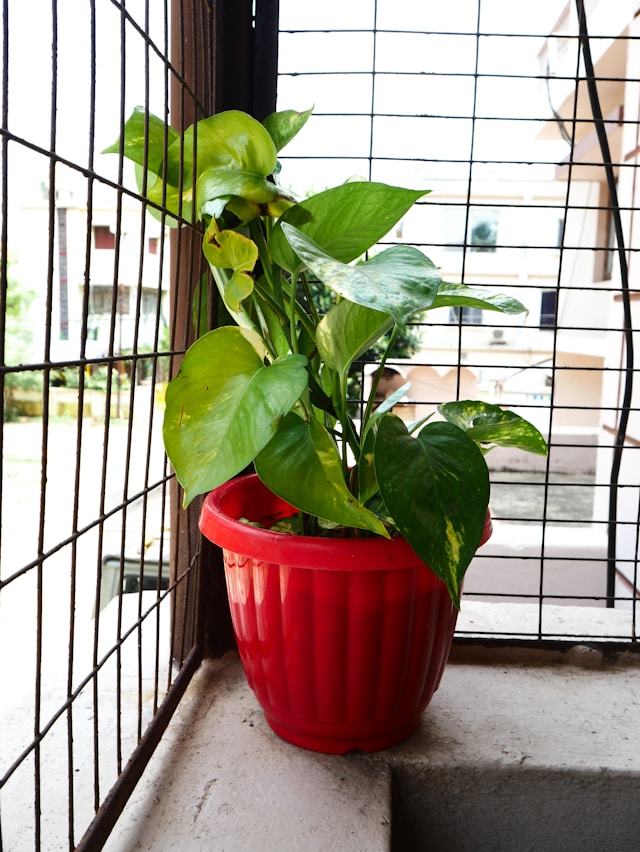 Pothos