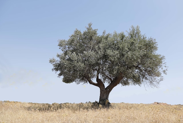 Olive Tree