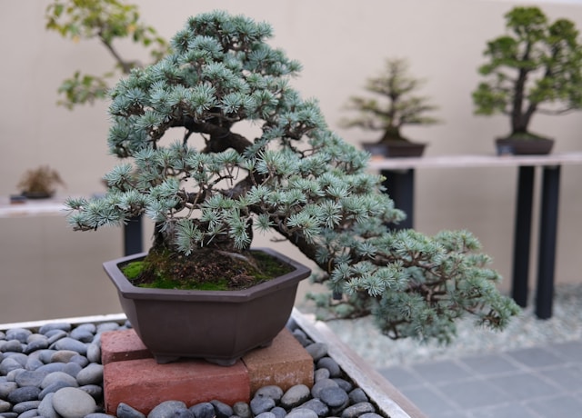 Bonsai Juniper