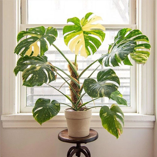 Sabrina's Plant Shop story